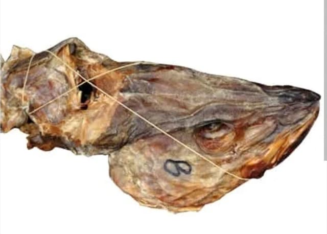 Stockfish head